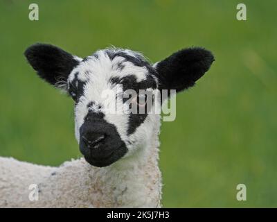 Agneau aux oreilles et au visage noirs, avec un fond vert de Cumbria, Angleterre, Royaume-Uni Banque D'Images