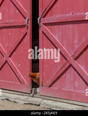 Les grandes portes de la grange rouge s'ouvraient légèrement avec du poulet brun qui colle à la tête pour regarder autour de la ferme ensoleillée. Banque D'Images