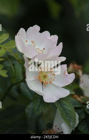 Un cliché sélectif de fleurs de rose de chien dans le jardin Banque D'Images