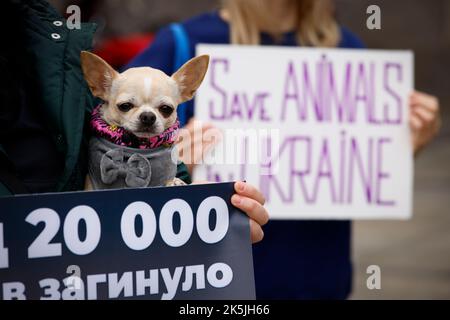 Varsovie, Pologne. 08th octobre 2022. Une centaine de personnes environ se rassemblent pour sensibiliser le public au traitement des animaux blessés par le conflit en Ukraine lors de l'invasion russe à Varsovie, en Pologne, le 08 octobre 2022. (Photo de Jaap Arriens/Sipa USA) crédit: SIPA USA/Alay Live News Banque D'Images