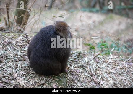 NINGBO, CHINE - le 9 OCTOBRE 2022 - Xing Xing, un singe à une armée, est vu sur le mont Daliang à Ning, ville de Ningbo, province de Zhejiang, Chine, octobre 9, 20 Banque D'Images