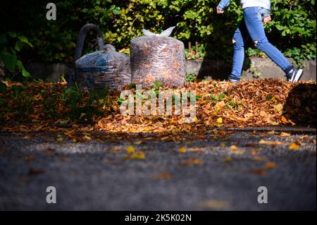 Hambourg, Allemagne. 08th octobre 2022. Deux sacs de feuilles remplis se tiennent entre les feuilles tombées sur le bord de la route. Le service de nettoyage de la ville de Hambourg commence lundi à recueillir les feuilles des ménages privés. Jusqu'au mois de décembre, des sacs avec des feuilles seront désormais collectés à cinq dates dans chaque quartier de Hambourg. Credit: Jonas Walzberg/dpa/Alay Live News Banque D'Images