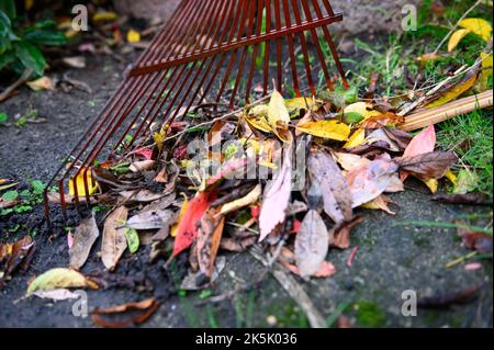 Hambourg, Allemagne. 08th octobre 2022. Un râteau ramasse des feuilles colorées. Le service de nettoyage de la ville de Hambourg commence lundi à recueillir les feuilles des ménages privés. Jusqu'au mois de décembre, des sacs de feuilles seront désormais collectés à cinq dates dans chaque quartier de Hambourg. Credit: Jonas Walzberg/dpa/Alay Live News Banque D'Images