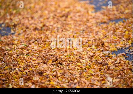 Hambourg, Allemagne. 08th octobre 2022. Des feuilles jaune-orange se trouvent sur une rue résidentielle. Le service de nettoyage de la ville de Hambourg commence lundi à recueillir les feuilles des ménages privés. Jusqu'au mois de décembre, des sacs de feuilles seront désormais collectés à cinq dates dans chaque quartier de Hambourg. Credit: Jonas Walzberg/dpa/Alay Live News Banque D'Images