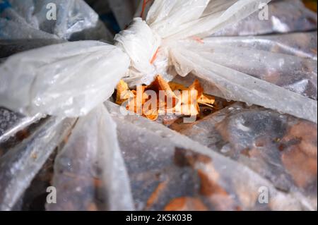 Hambourg, Allemagne. 08th octobre 2022. Les feuilles colorées reposent sur un sac de feuilles rempli. Le service de nettoyage de la ville de Hambourg commence lundi à recueillir les feuilles des ménages privés. Jusqu'au mois de décembre, des sacs avec des feuilles seront désormais collectés à cinq dates dans chaque quartier de Hambourg. Credit: Jonas Walzberg/dpa/Alay Live News Banque D'Images