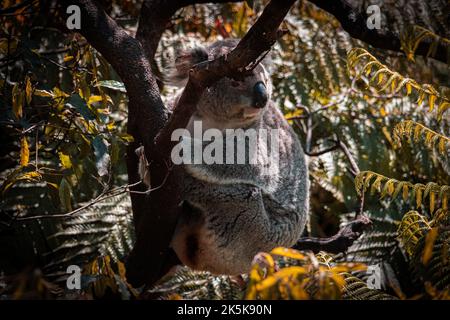 Un gros plan d'un adorable koala assis sur un arbre Banque D'Images