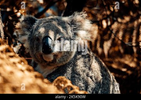 Un gros plan d'un adorable koala assis sur un arbre Banque D'Images