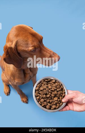 Prise de vue en studio de nourriture pour chiens.Vizsla chien avec bol plein de kibble isolé sur fond bleu pastel.Concept de nourriture sèche pour animaux. Banque D'Images