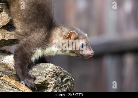 Une jeune martre mignonne pose sur un mur de pierre. Horizontalement. Banque D'Images