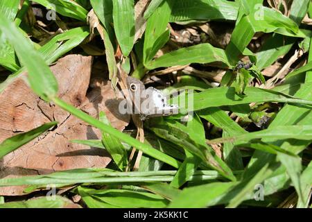 Vue de face d'un papillon blanc à quatre anneaux (Ypthima ceylonica) qui étend légèrement ses ailes tout en étant assis sur une feuille d'herbe sèche Banque D'Images