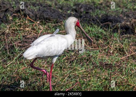 Un gros plan de la cupule africaine, Platalea alba, oiseau à longues pattes. Botswana Banque D'Images