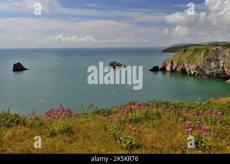 Valériane rouge poussant sur le sommet de la falaise à Berry Head, Brixham, South Devon. Banque D'Images