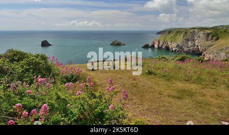 Valériane rouge poussant sur le sommet de la falaise à Berry Head, Brixham, South Devon. Banque D'Images