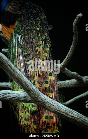 Photo verticale de la queue d'un petit-duc perché sur la branche de l'arbre sur un fond noir Banque D'Images