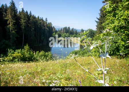 Arsiyan Highlands de la province d'Artvin de Turquie Banque D'Images