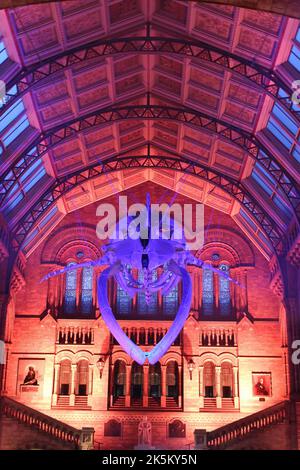 Blue Whale Skeleton nommé « Hope » dans Hintze Hall, Natural History Museum, Londres, Royaume-Uni Banque D'Images