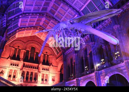 Blue Whale Skeleton nommé « Hope » dans Hintze Hall, Natural History Museum, Londres, Royaume-Uni Banque D'Images