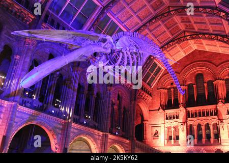 Blue Whale Skeleton nommé « Hope » dans Hintze Hall, Natural History Museum, Londres, Royaume-Uni Banque D'Images