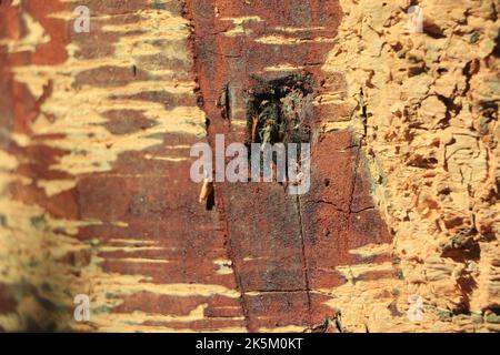 Texture du tronc de l'arbre pour l'arrière-plan Banque D'Images