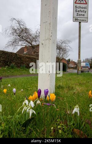 Signe de printemps avec des crocus et des gouttes de neige qui poussent sur une bordure d'herbe dans le Suffolk de Dennington Banque D'Images