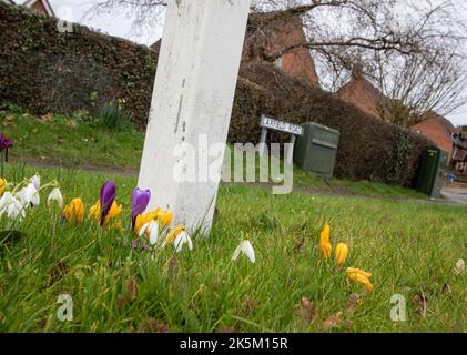 Signe de printemps avec des crocus et des gouttes de neige qui poussent sur une bordure d'herbe dans le Suffolk de Dennington Banque D'Images