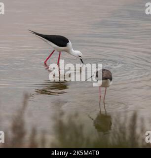 Stilt à ailes noires, Himantopus himantopus, dans le Parc naturel des Salinas de Santa Pola, dans la province d'Alicante, Espagne Banque D'Images