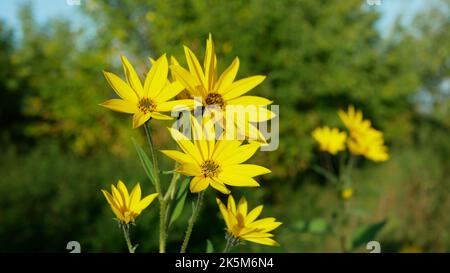 Fleur jaune d'artichaut de Jérusalem Helianthus tuberosus topinambur sunroot sunchaut ou pomme de terre, sunchaut fleurs de tournesol sauvages détail Banque D'Images