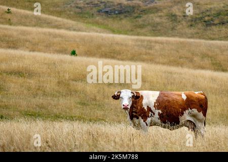 Vache Montbéliarde brune et blanche, Bos taurus debout en herbe séchée dans la montagne du Zlatibor, Serbie Banque D'Images