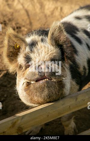 Tête d'un cochon de kunekune avec des défenses développées Banque D'Images