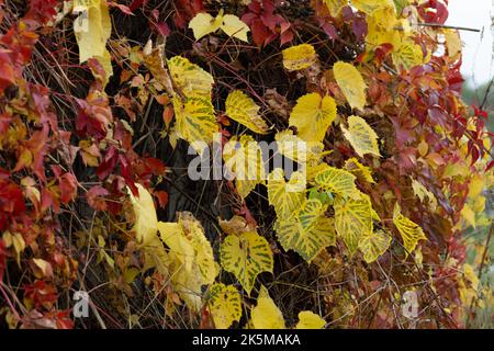 Feuilles d'automne de belle couleur - jaune, or et rouge Banque D'Images