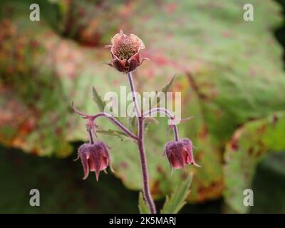 Gros plan des fleurs des avens d'eau (nom latin : Geum rivale) dans le parc naturel Stara planina, dans l'est de la Serbie Banque D'Images