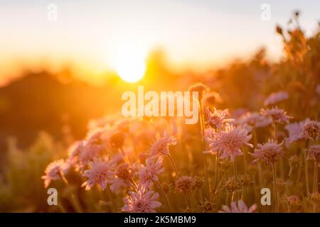 Fleurs violettes au lever du soleil. Dans la montagne Teide à Ténérife dans le camp de campagne du vulcan Banque D'Images