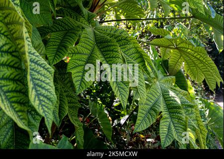 Tetrapanax papyrifer Rex, plante chinoise de papier de riz Rex, Araliaceae. Grande plante à feuilles vertes veinées. Banque D'Images
