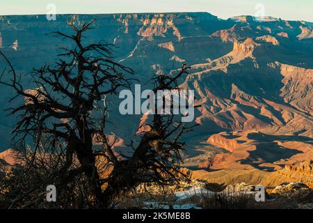 Pinyon Pine Silhouette et le Inner Canyon depuis Lipan point, South Rim, Parc national du Grand Canyon, Arizona, États-Unis Banque D'Images