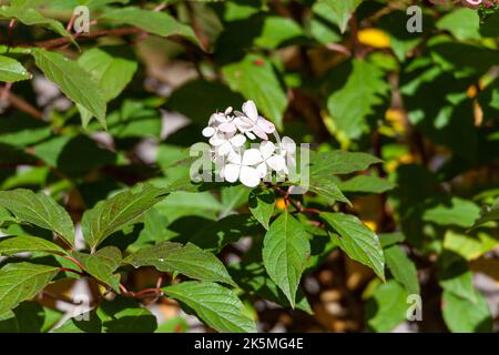 Hydrangea fleurit dans un parc anglais à Wolverhampton le jour ensoleillé d'octobre Banque D'Images