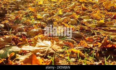 Les feuilles tombées en automne sur le sol, peuvent être utilisées comme backgraund Banque D'Images