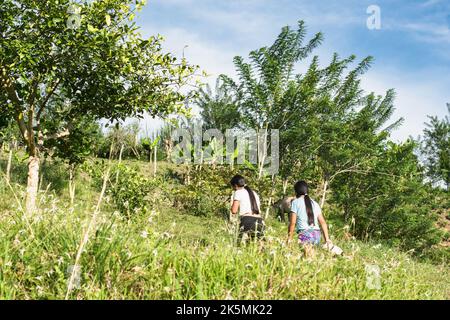 deux petites filles paysannes latines grimpant sur le flanc d'une montagne pour porter une errand. de jeunes femmes marchant seules dans un champ d'herbe sur une ferme colombienne. des filles de l'e Banque D'Images