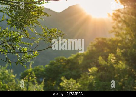 Magnifique coucher de soleil doré se cachant derrière les grandes montagnes colombiennes, des branches d'un arbre de Tachuelo ou Doncel dépassant du côté gauche du pictur Banque D'Images