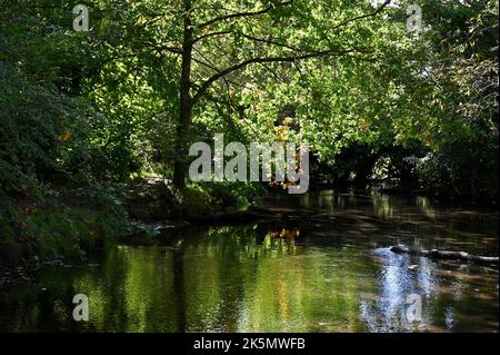 River Cray, Foots Cray Meadows, Sidcup, Kent. ROYAUME-UNI Banque D'Images