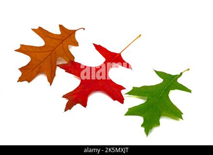 Feuilles d'automne colorées de chêne isolé Banque D'Images