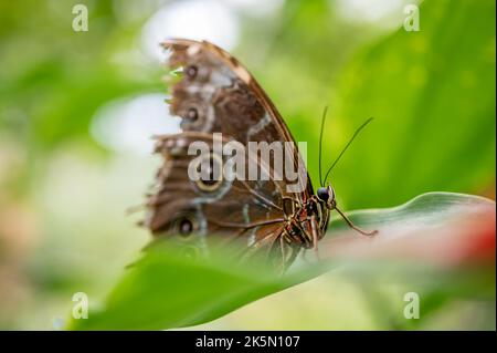 Papillon sur feuille. Morpho Peleides. Le morpho bleu Peleides. Morpho commun. Empereur noir et bleu. Morpho helenor. Banque D'Images