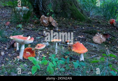 Volez les champignons agariques en groupe Banque D'Images