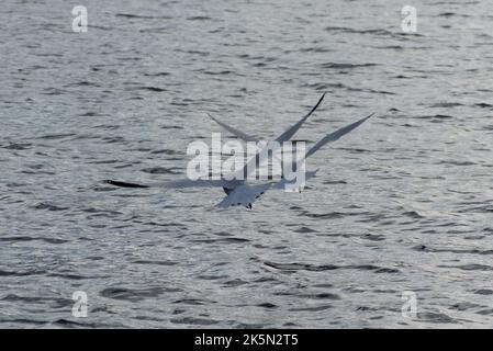 Une paire de goélands à bec annulaire (Larus delawarensis) en formation survolant le lac Dow. Banque D'Images