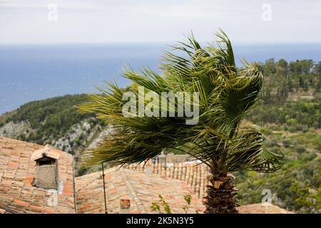 Le palmier se déplace pendant les vents violents pendant une journée de printemps nuageux sur la Côte d'Azur. Banque D'Images