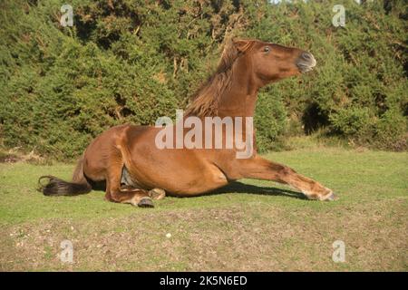 Poney New Forest Ponies Banque D'Images