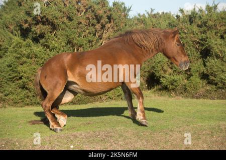 Poney New Forest Ponies Banque D'Images