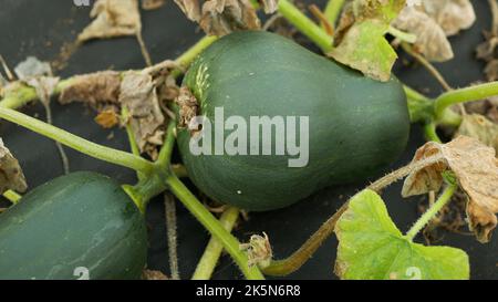 Récolte de citrouille courge butternut Cucurbita moschata gramma vert mûr récolte pepo hiver kuri feuille irrigation rampant escalade doux fluage de la viande Banque D'Images