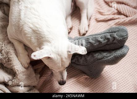 Jambes d'une jeune fille en chaussettes tricotées confortables. Jambes de femme en chaussettes chaudes sur tissu écossais. Le chien dort à côté de la fille. Concept de saison de chauffage Banque D'Images