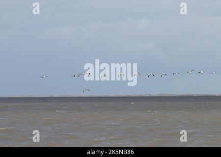 Troupeau de Shelduck, Tadorna tadorna, volant bas au-dessus de la mer des Wadden. Pays-Bas Banque D'Images
