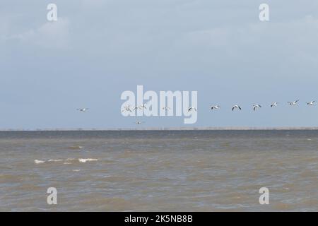 Troupeau de Shelduck, Tadorna tadorna, volant bas au-dessus de la mer des Wadden. Pays-Bas Banque D'Images